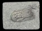 Bargain, Sarocrinus Crinoid Fossil - Crawfordsville, Indiana #68494-1